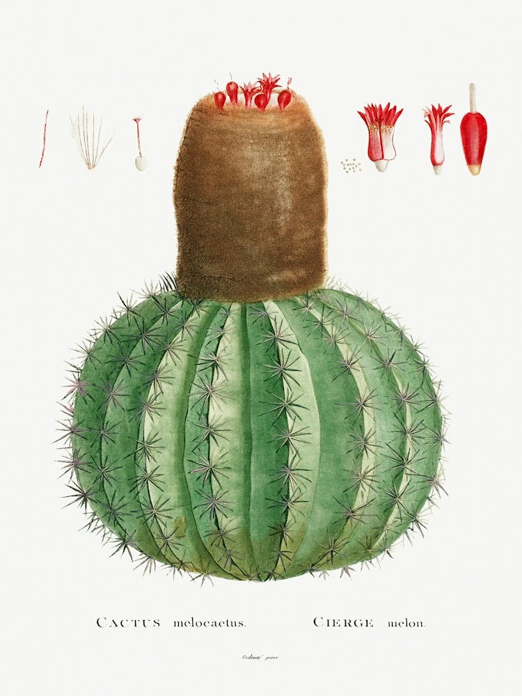 Cactus Melocactus, Pierre Joseph Redoute