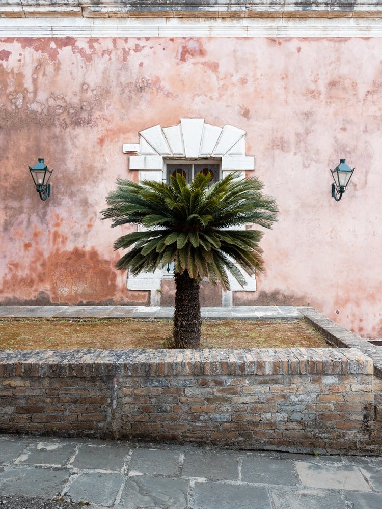 Palm tree | Old fortress | Corfu |Greece