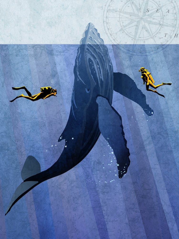 Scuba Whale Dive