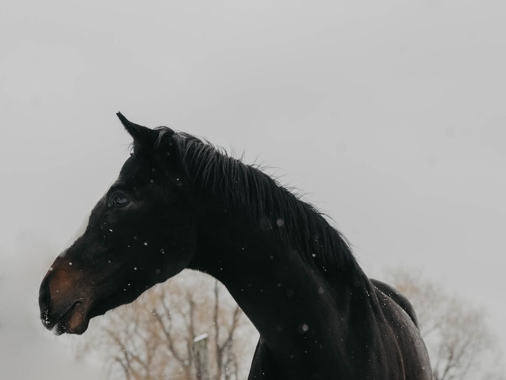 Horse And Snow
