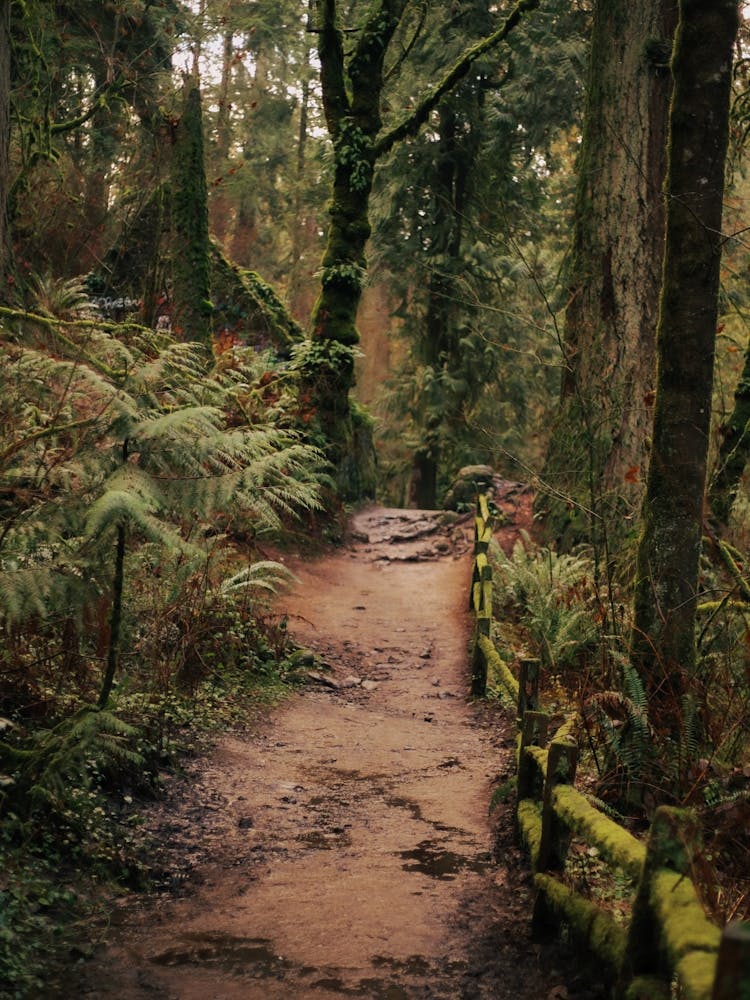 Forest Park Hiking Trail