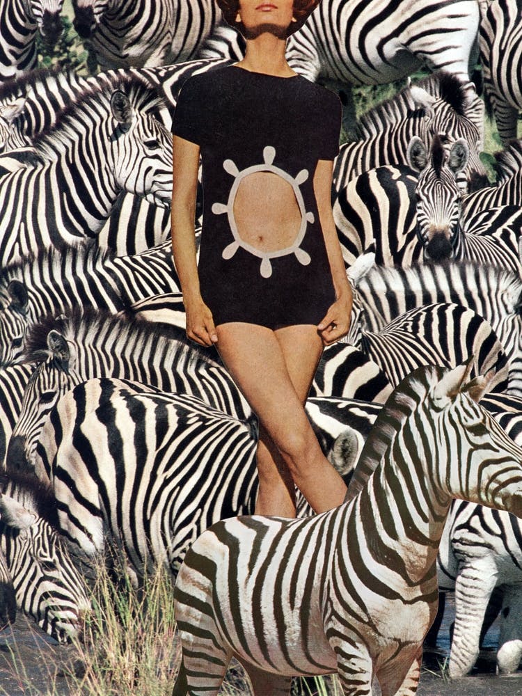 Zebras