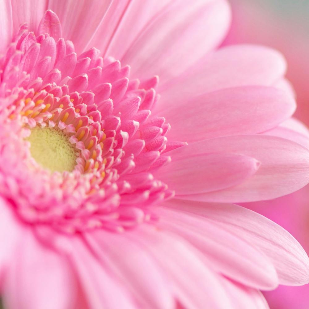 Floral gerbera daisy in pink - square flower nature and travel photography by Christa Stroo Photography