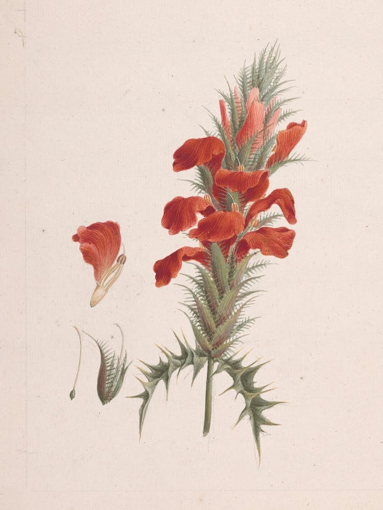 Acanthus Sennii Chiov, Luigi Balugani