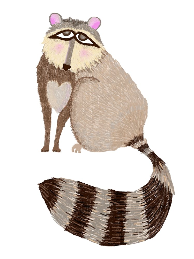 Raccoon