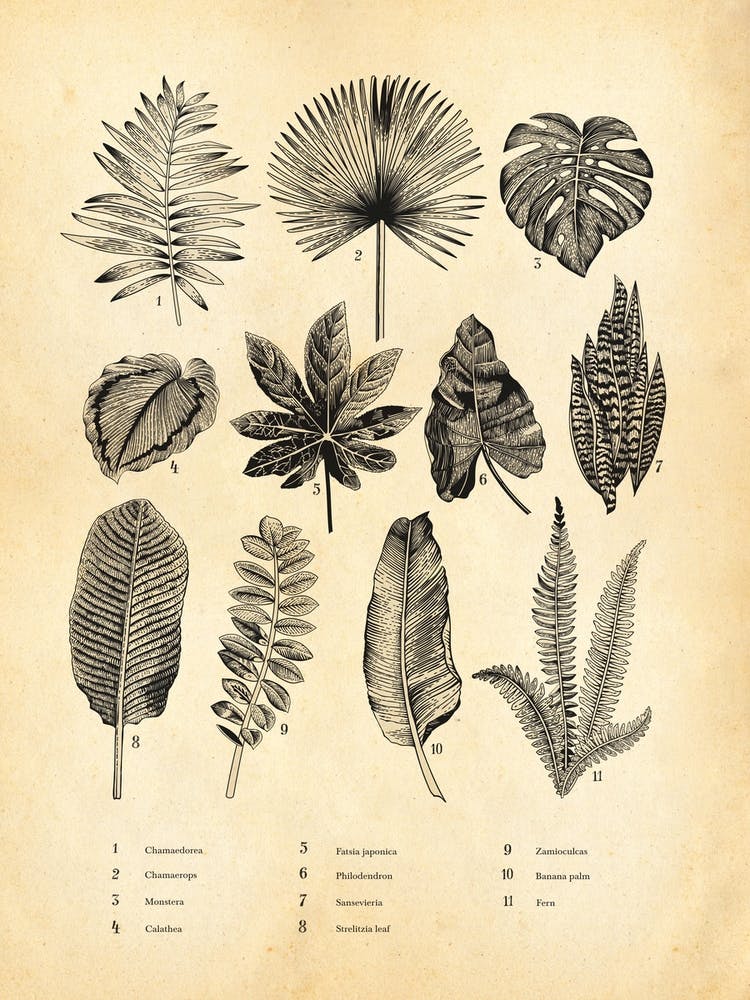 Botanical Ferns Natural History Collection