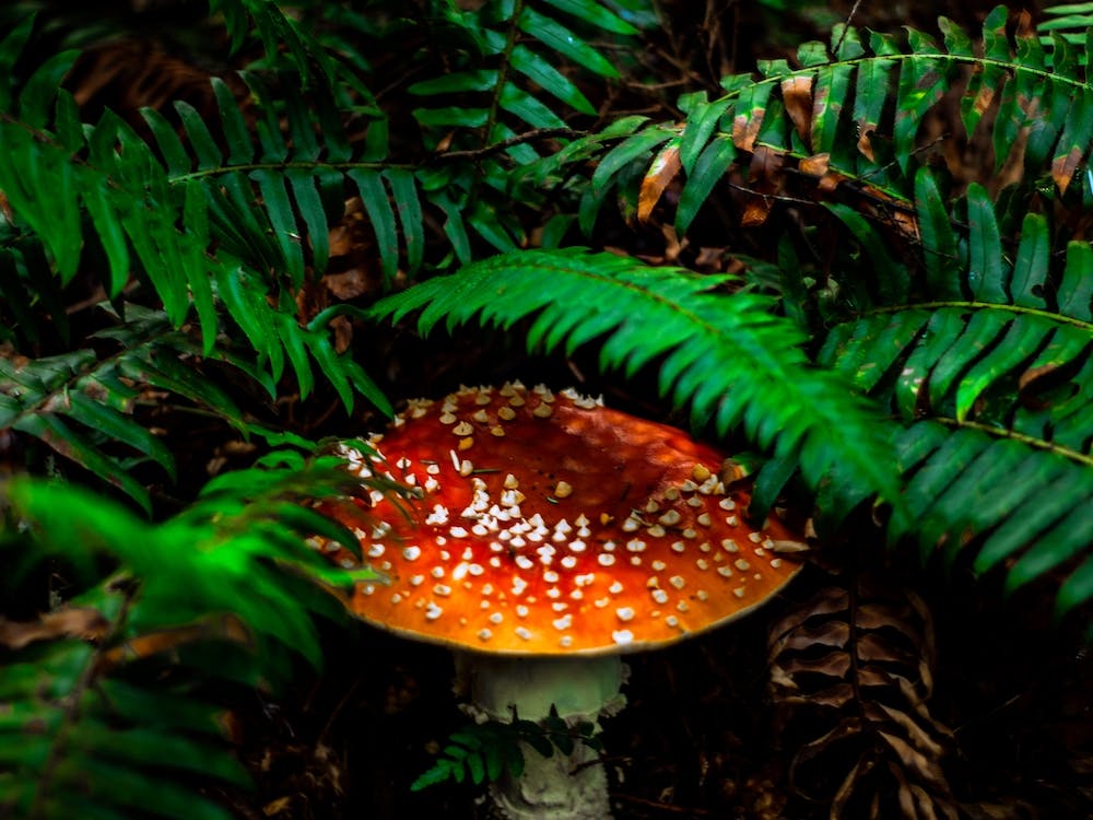 Mushroom Covered With Ferns