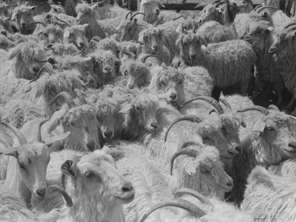 Goats On Ranch Of Rehabilitation Borrower In Kimble County, Texas By Russell Lee