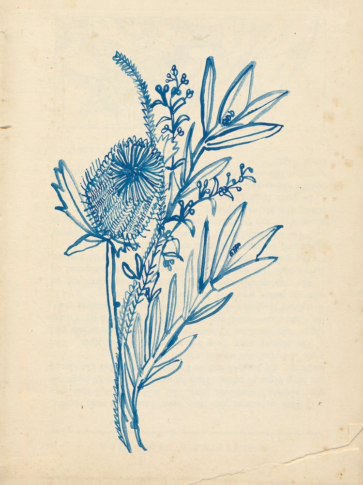 Blue Banksia Vintage