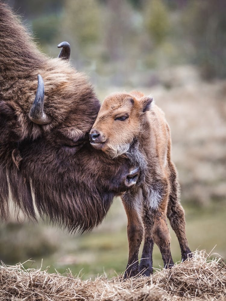 Baby Bison
