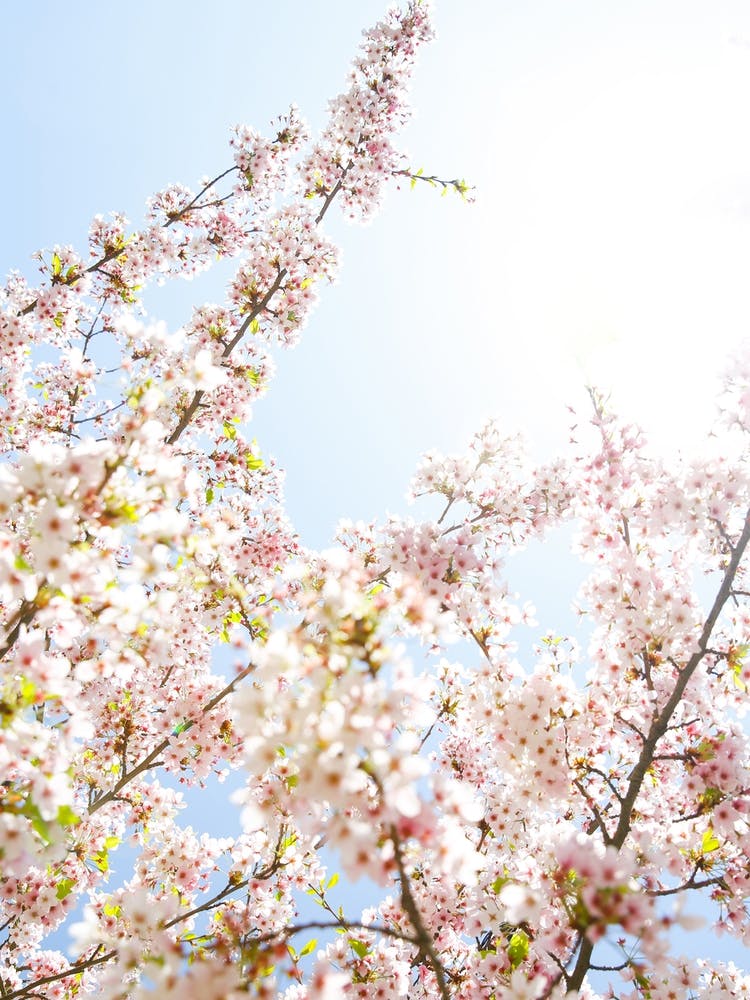 Cherry Blossom Sunshine