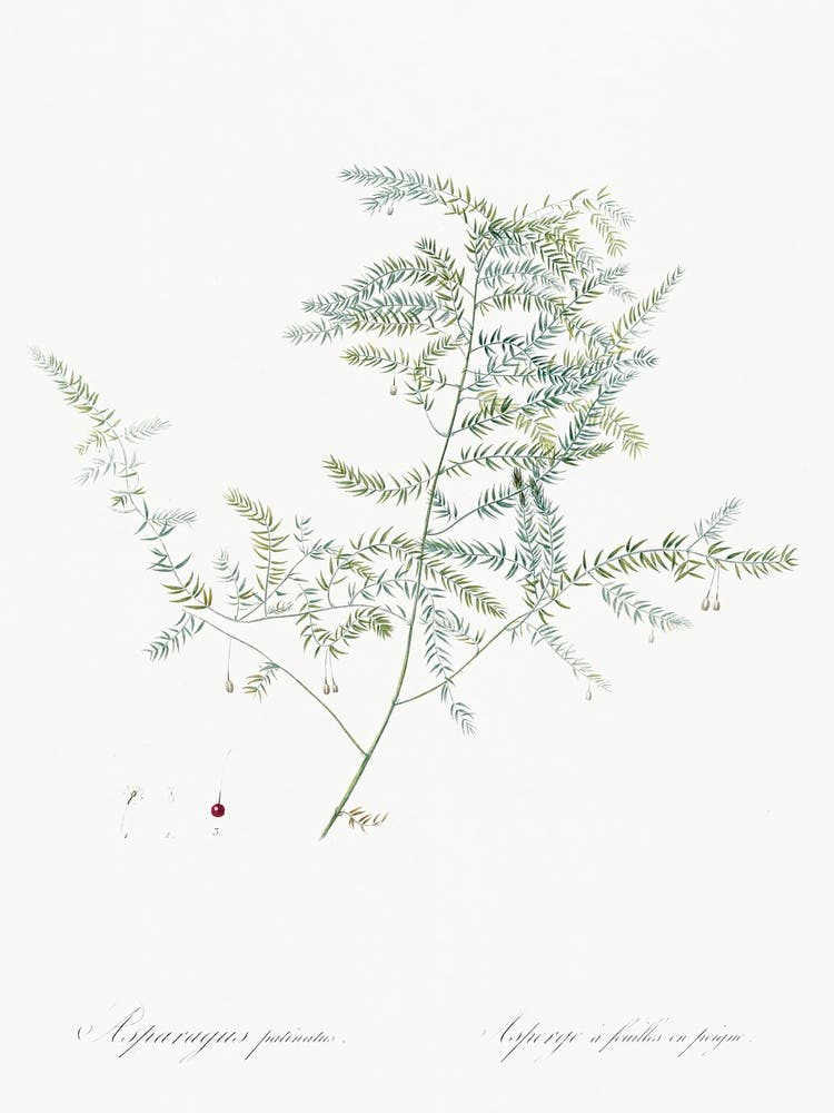 Climbing Asparagus Fern, Pierre Joseph Redoute