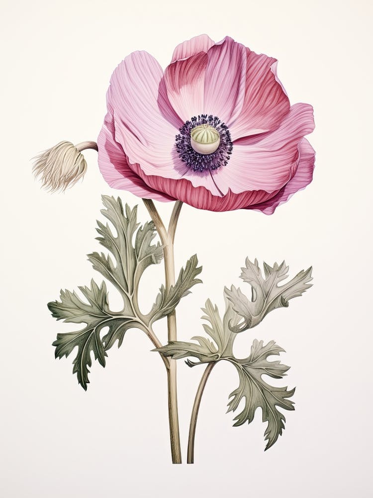 Anemones Flower Vintage Botanical 2