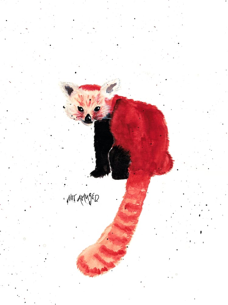 Mr Redpanda
