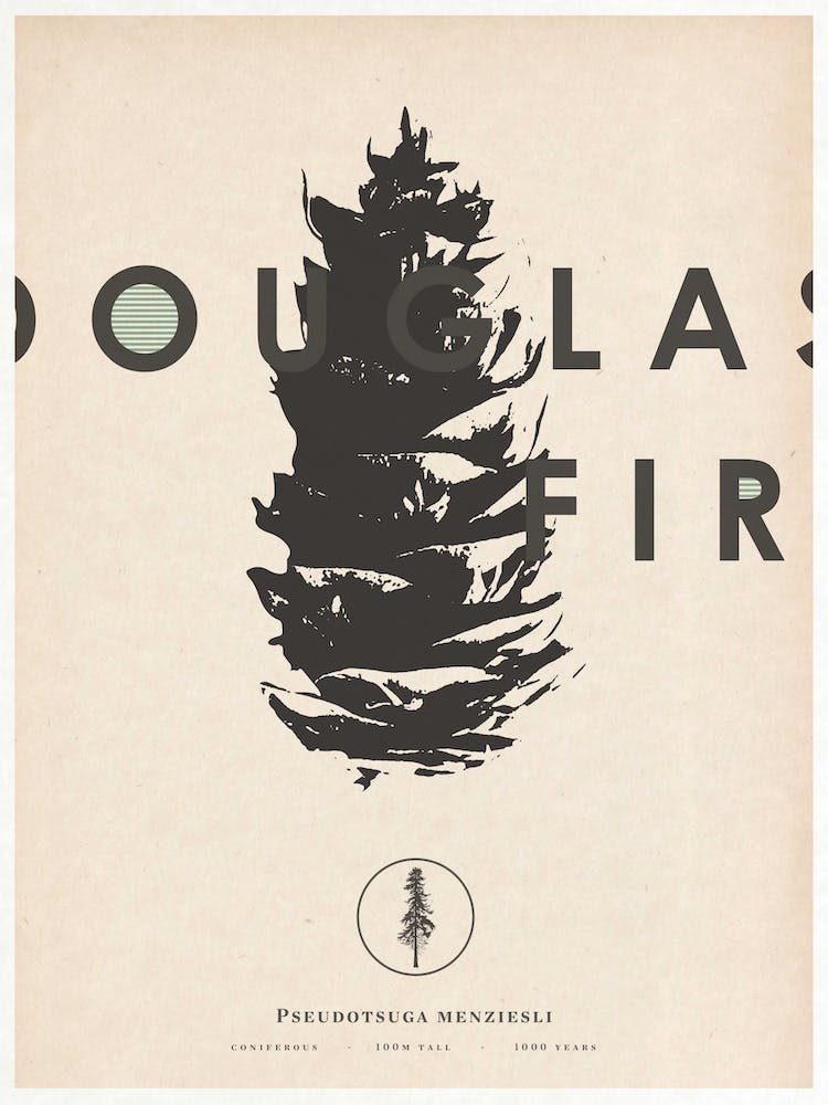 Douglas Fir