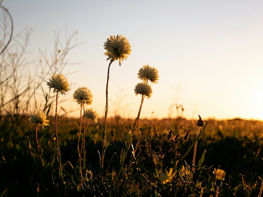 Sunset In The Meadow