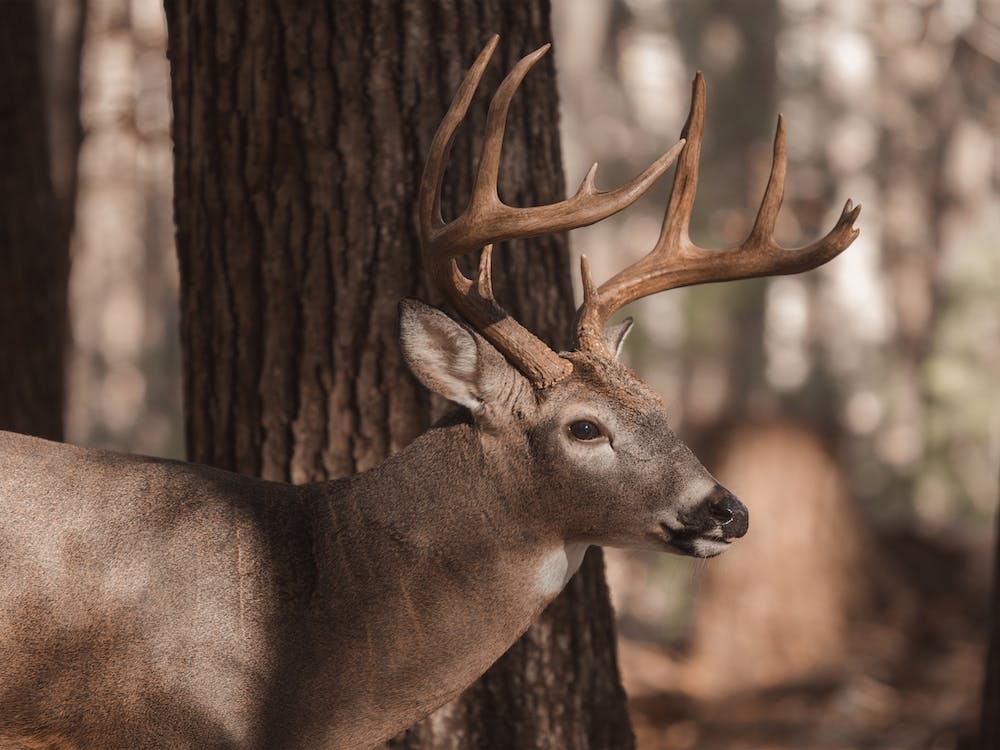Forest Deer