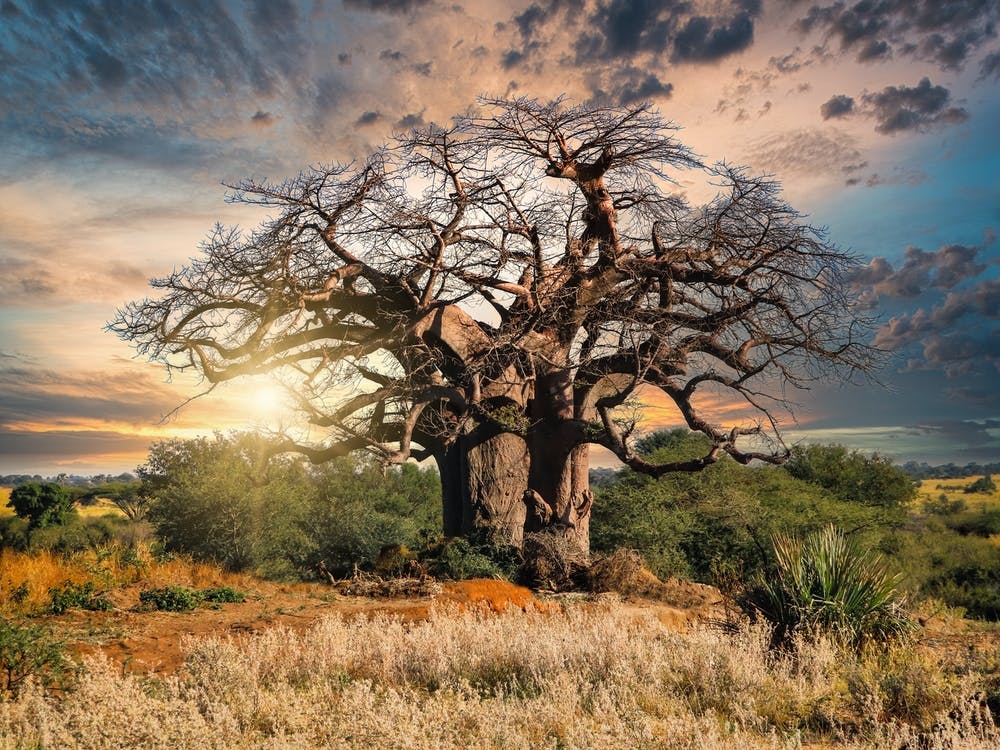 Baobab Tree