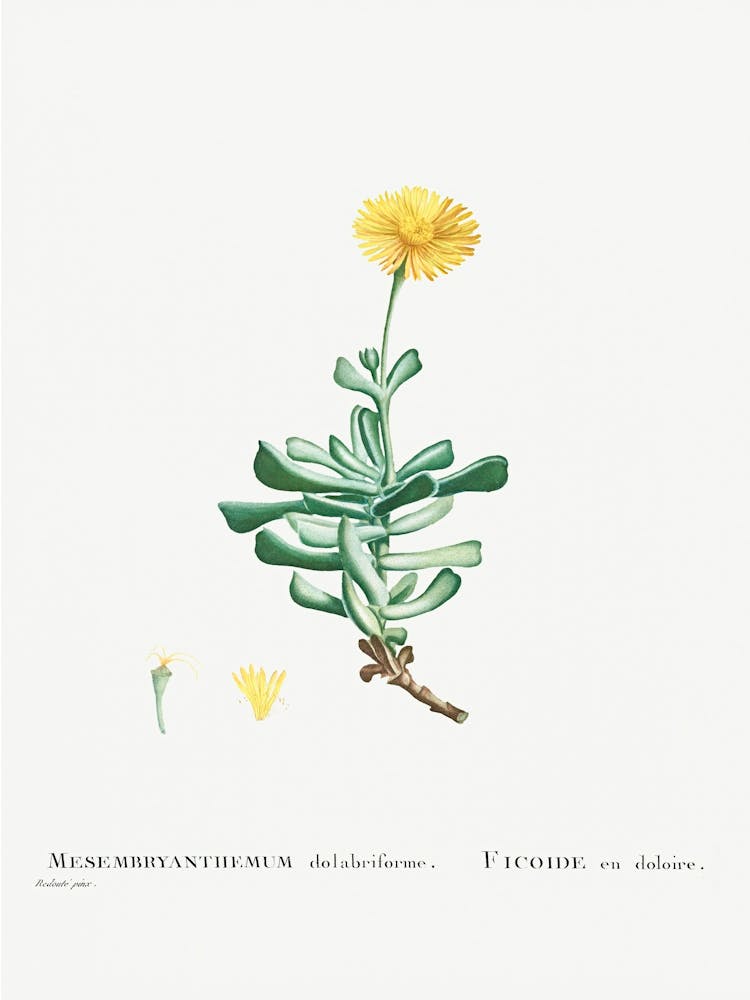 Mesembryanthemum Dolabriforme, Pierre Joseph Redoute