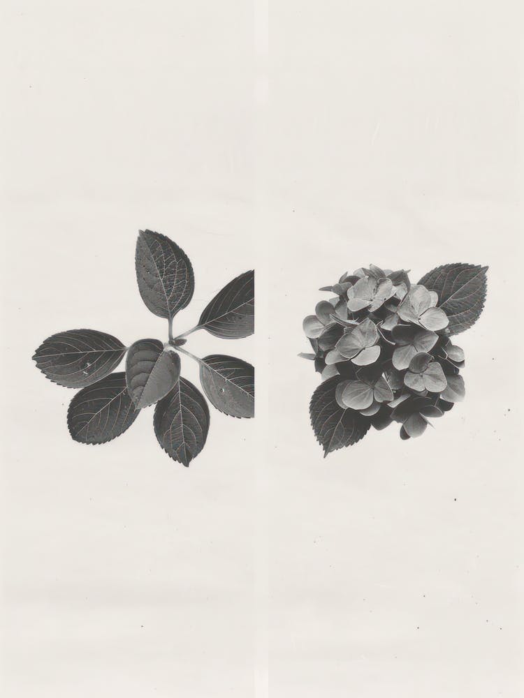 Hydrangea Flower Photo Collage 1