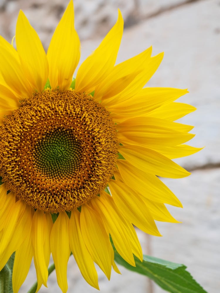 Floral yellow sunflower - summer flower nature and travel photography by Christa Stroo Photography
