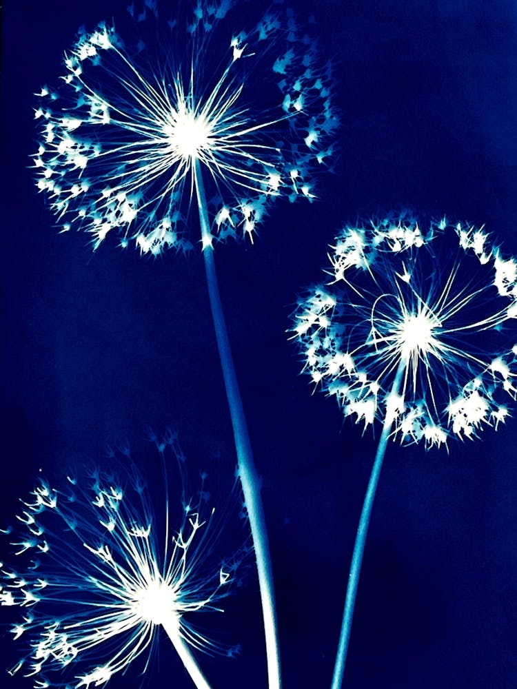 Dandelion 2