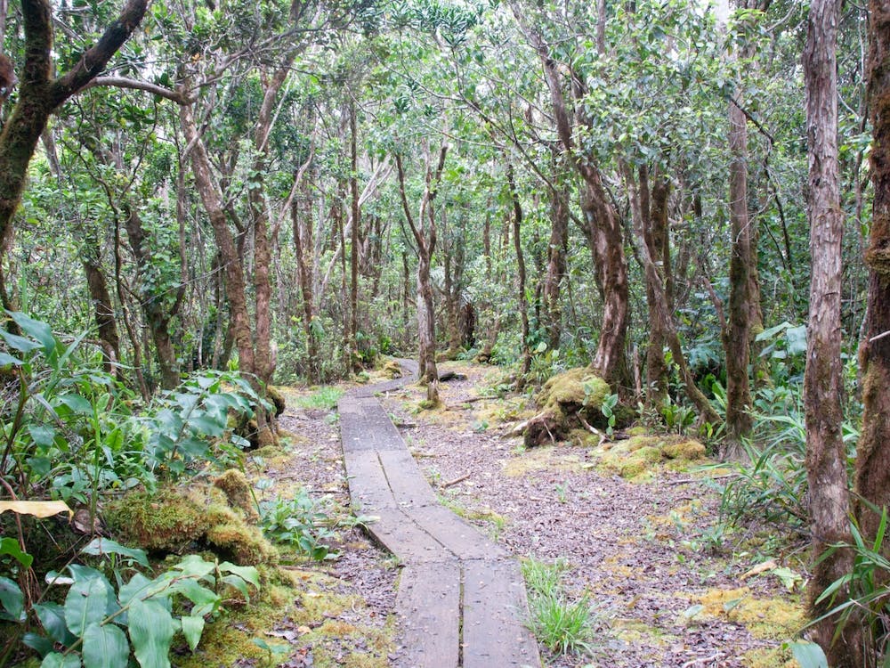 Path In The Forest