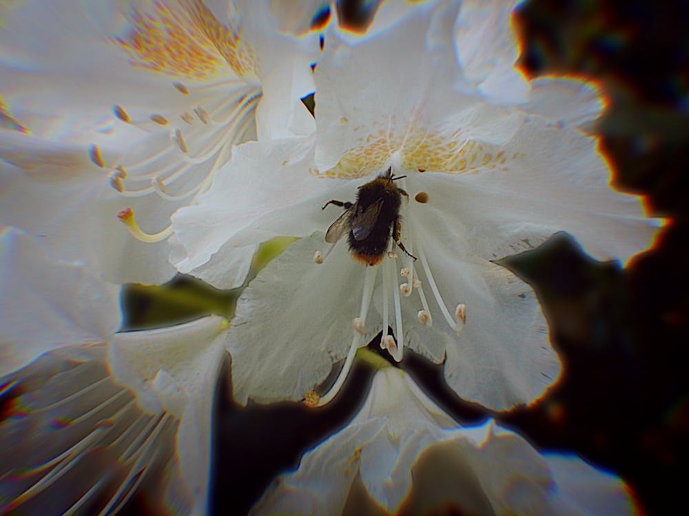 Bee On A Flower