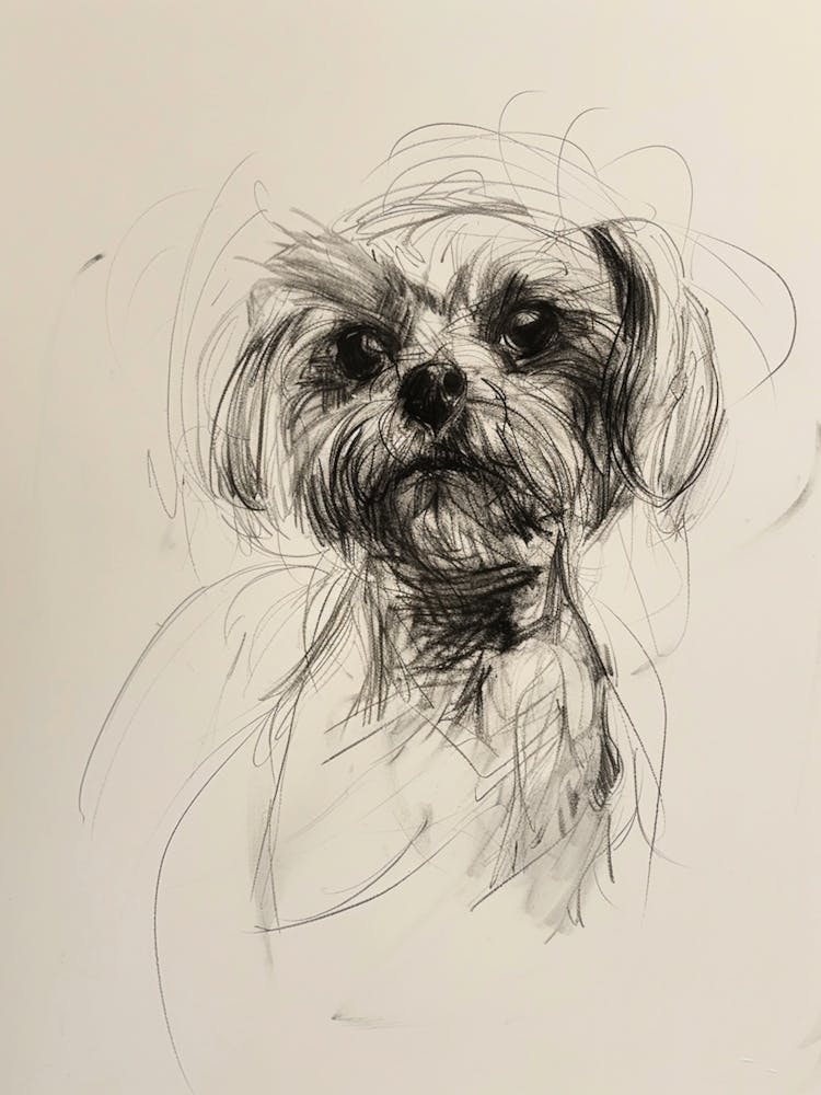Maltese Dog Charcoal Line 1