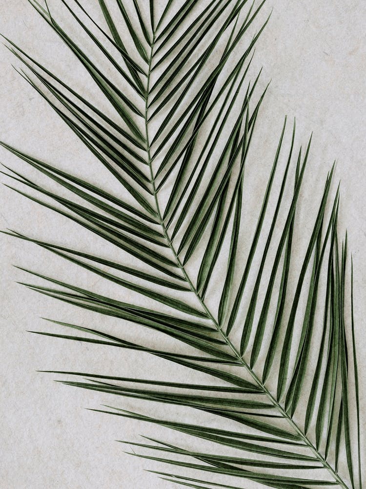 Tropical Palm Leaf Closeup