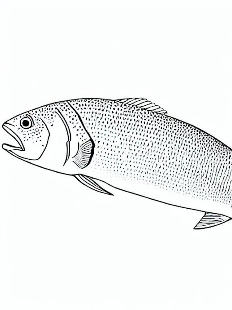 Goliath Grouper Black & White Drawing