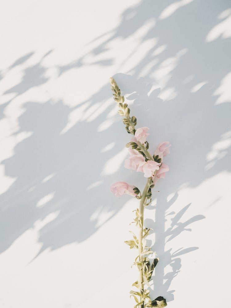 Flower Shadows