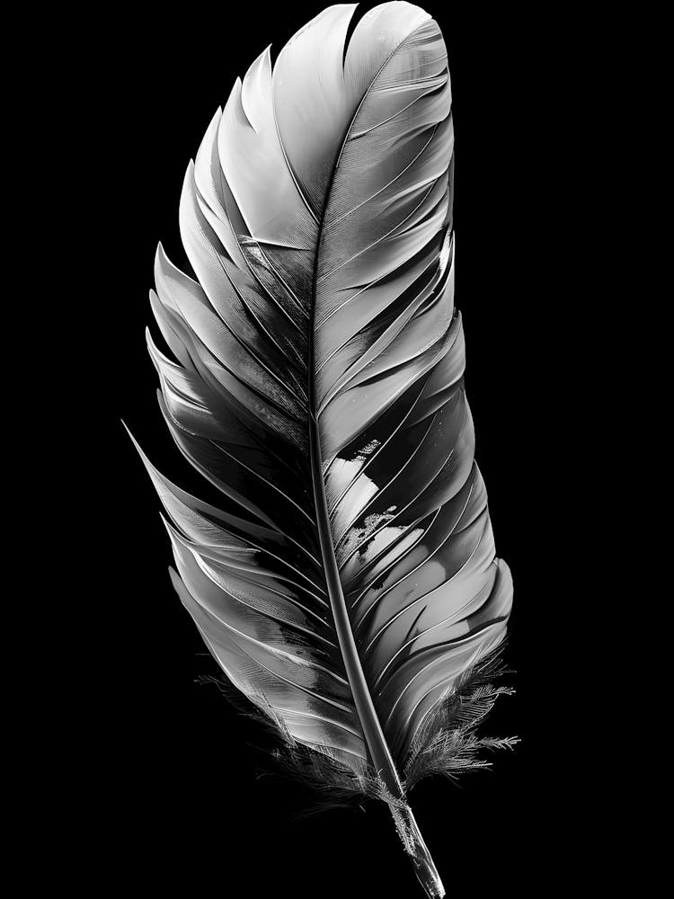 Black Feather