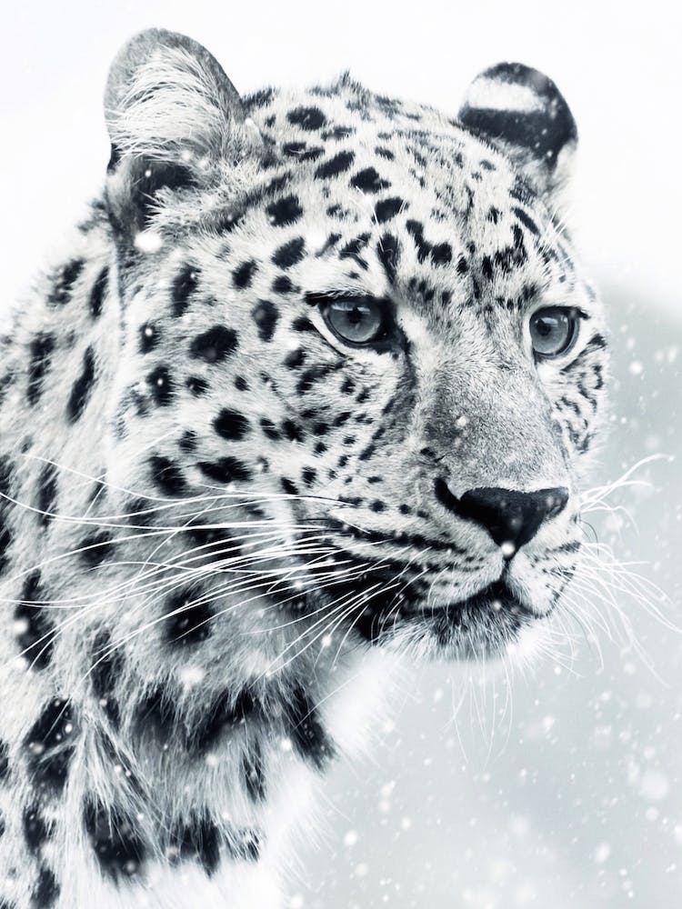 White Snow Leopard