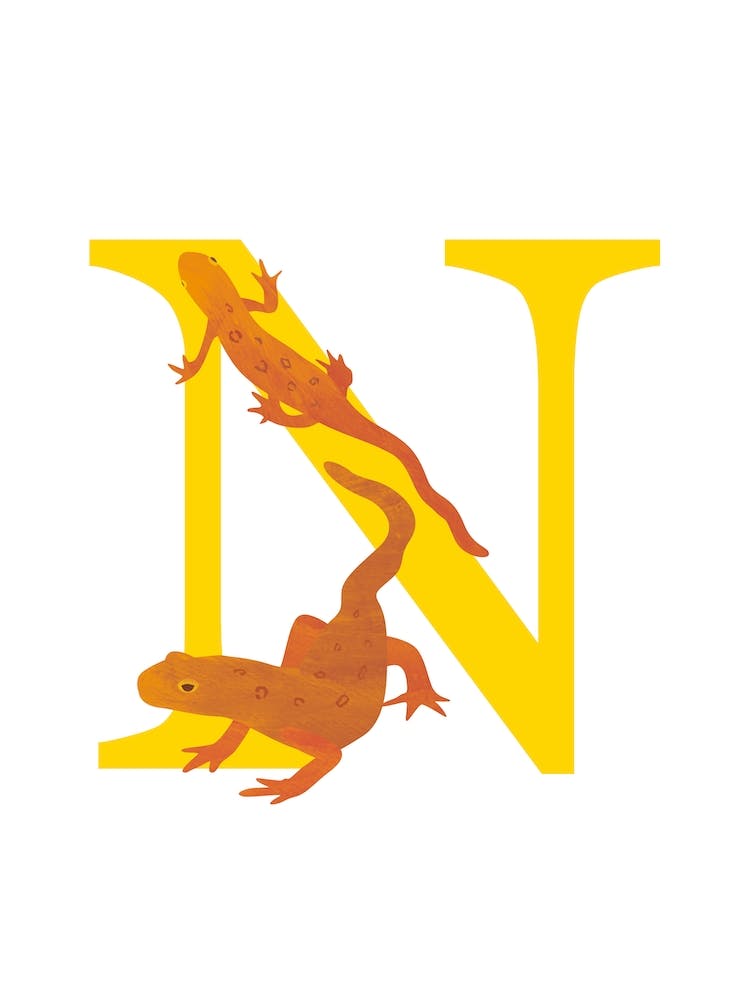 N For Newt