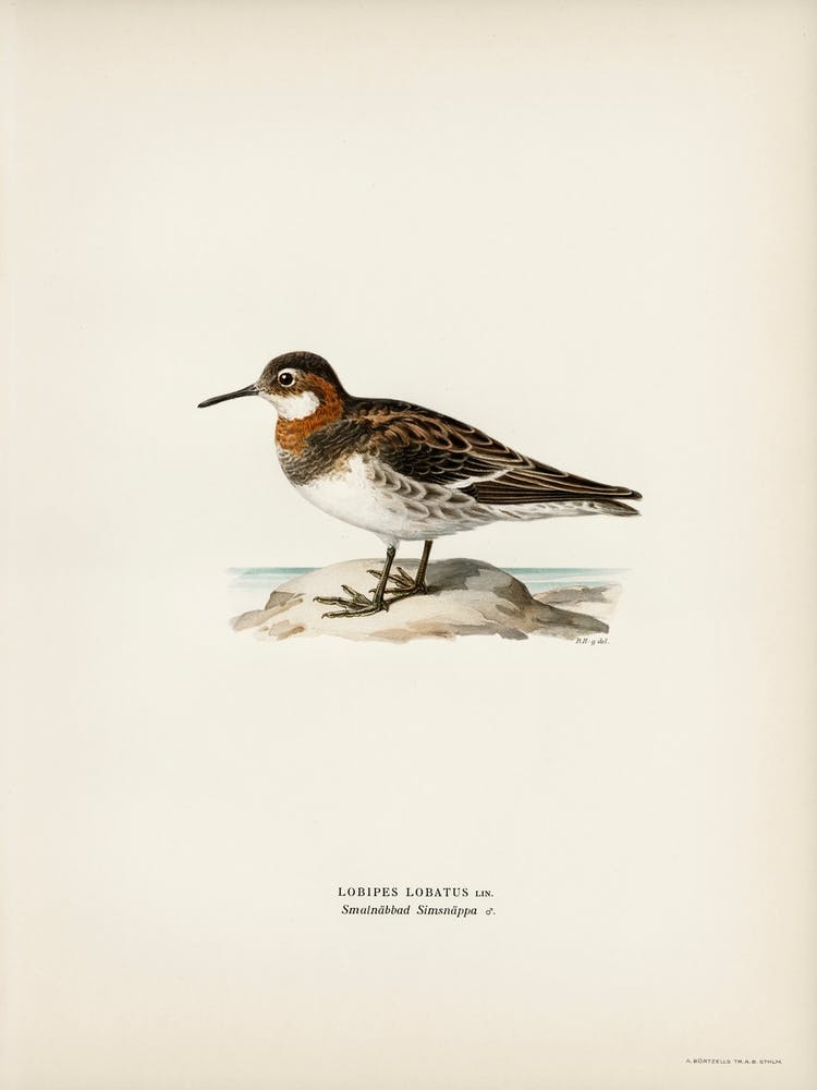 Red Necked Phalarope, The Von Wright Brothers