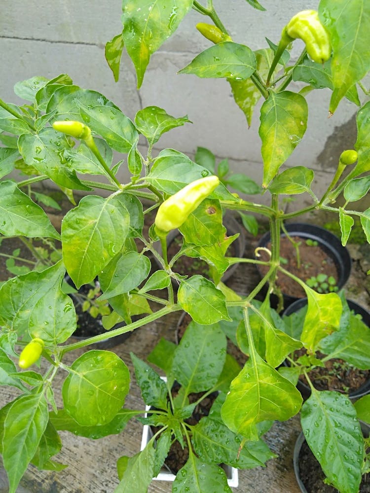 Chilli Pepper Plant