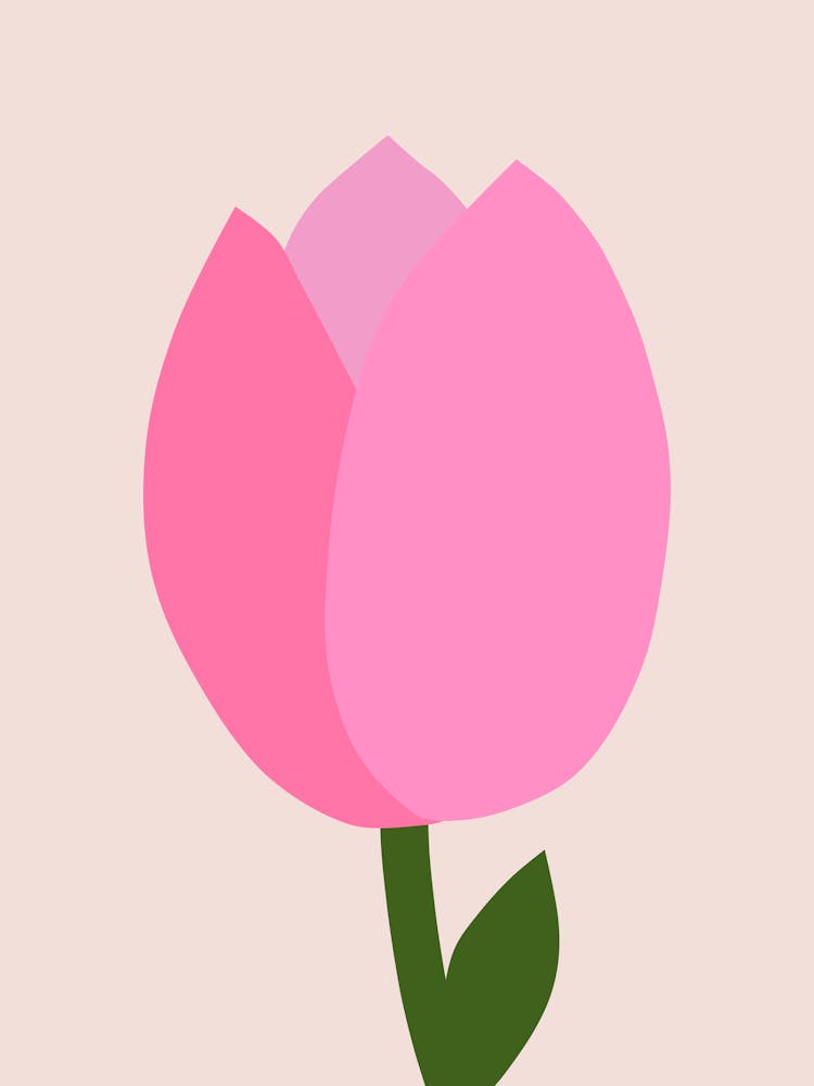 Pink Tulip