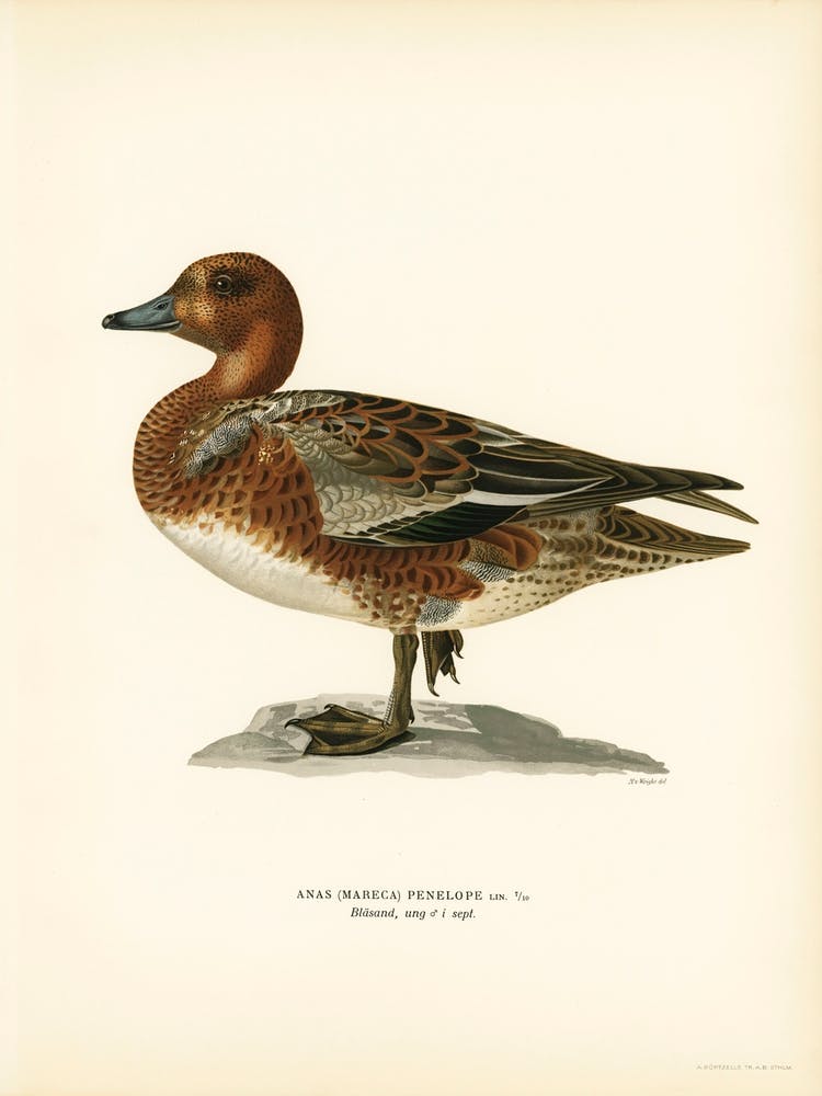 Eurasian Wigeon Male, The Von Wright Brothers