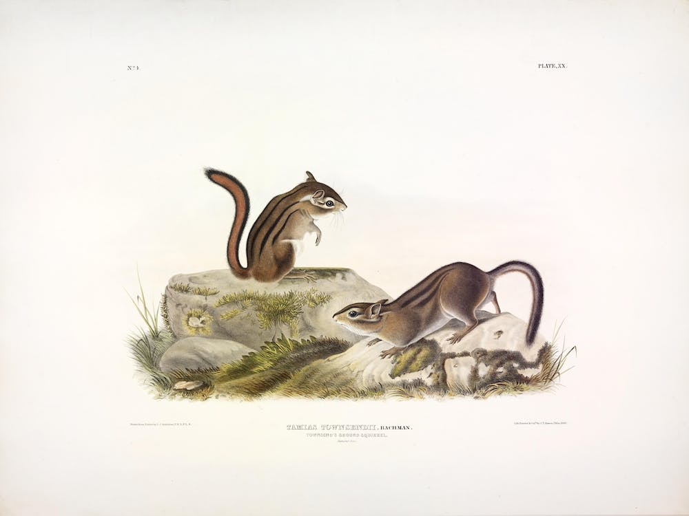 Ground Squirrel, John James Audubon