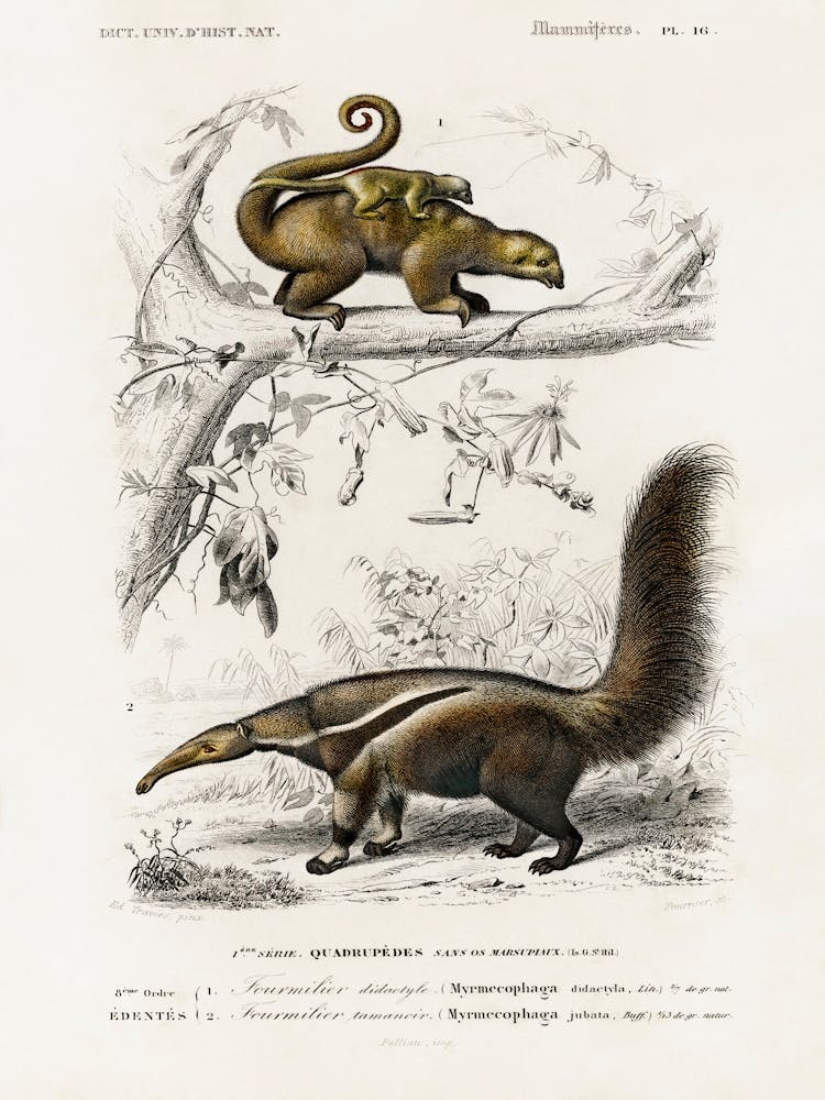 Pygmy Anteater (Cyclopes Didactylus) And Giant Anteater (Myrmecophaga Tridactyla), Charles Dessalines D' Orbigny