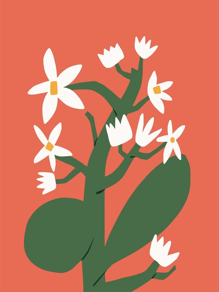 White Blossom In Red