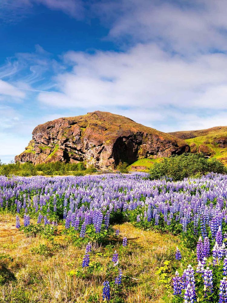 Lupine Field In Iceland 2