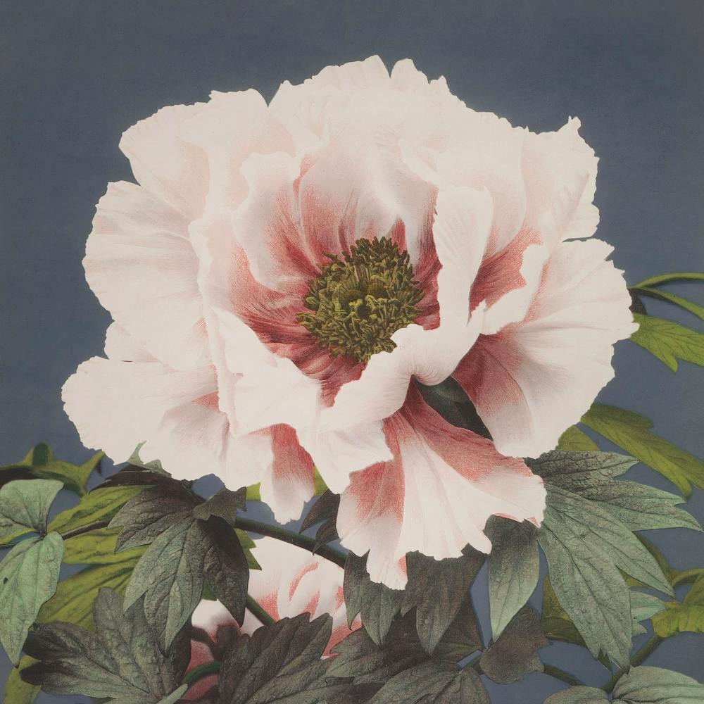 Beautiful Photomechanical Prints Of (1887–1897), Ogawa Kazumasa