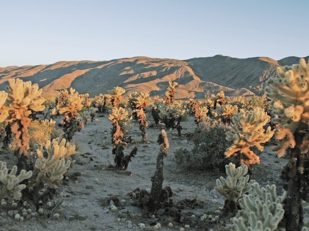 California Cholla Cactus