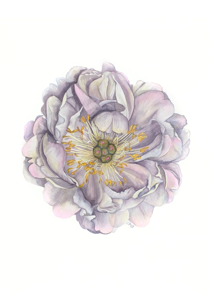 A Peony In Grey