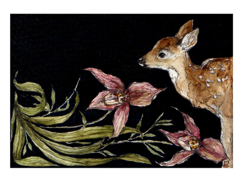 Fawn And Orchids