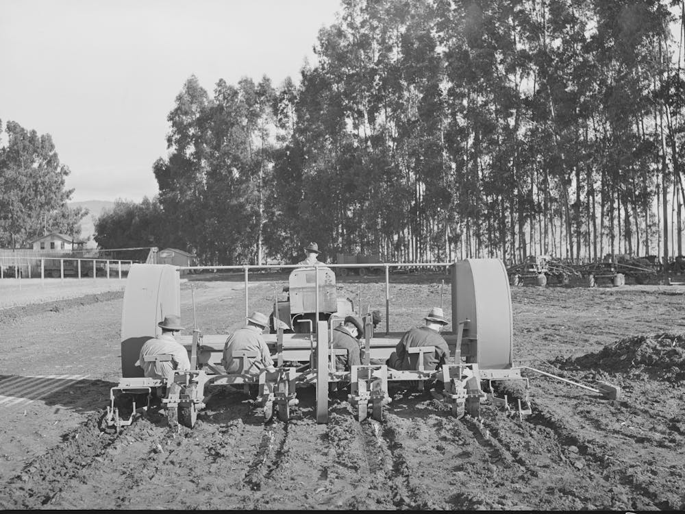 Salinas, California, Intercontinental Rubber Producers, Démonstration de Transplantation de Plantules de Guayule Dans Le Th