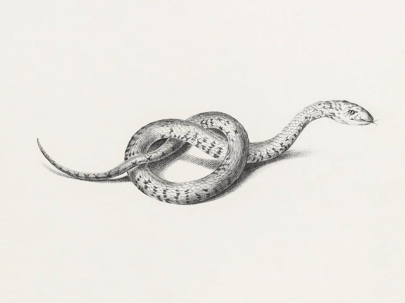 Slang, Jean Bernard