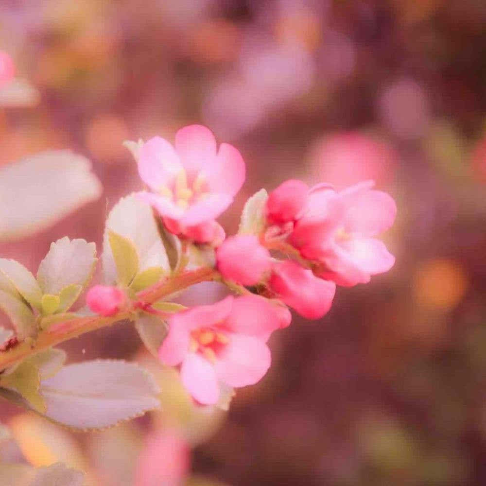 Dreamy Pink Flowers
